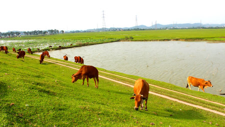 cows grazing in a fieldの写真素材