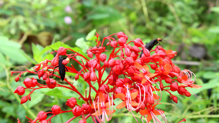 Flowerの写真素材