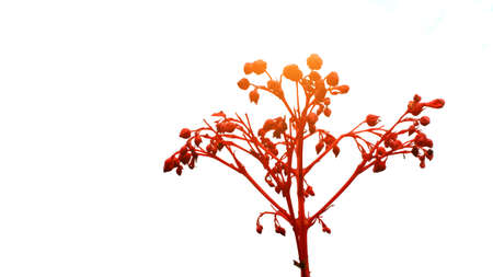 Flowerの写真素材