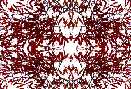 Flowerの写真素材