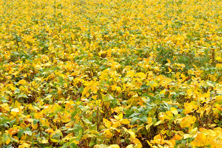 Gardenの写真素材