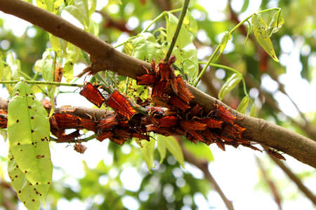 bugs in the treeの写真素材