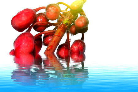 red flowers isolated on white backgroundの写真素材