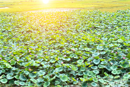 lotus pondの写真素材