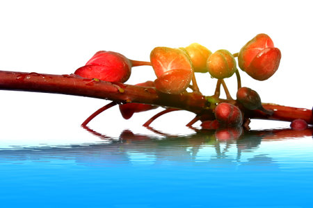 red flowers isolated on white backgroundの写真素材