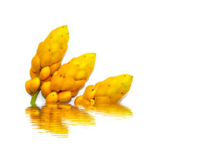 yellow flowerの写真素材