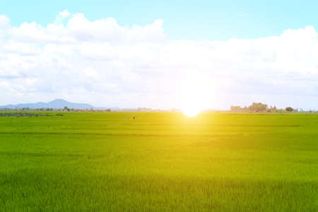 paddy fieldの写真素材