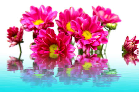 Flowerの写真素材