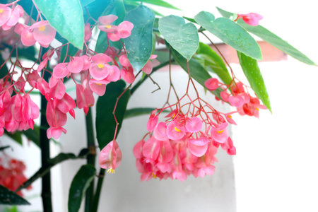 Flowerの写真素材