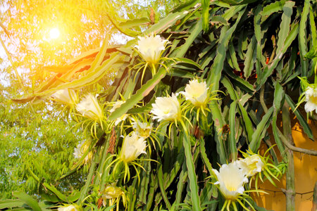 Dragon flowerの写真素材