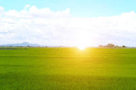 paddy fieldの写真素材