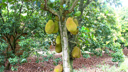 jack fruit