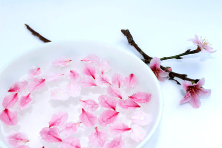 peach petals in waterの写真素材