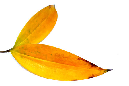 leaf isolated on white background