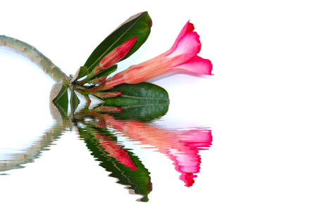 Flower isolated on white backgroundの写真素材