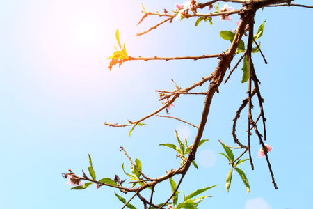 Flower In the skyの写真素材