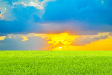 Green paddy and skyの写真素材