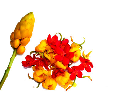 Flowerの写真素材