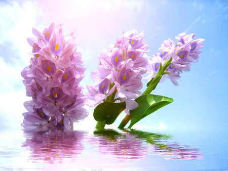 purple flowerの写真素材