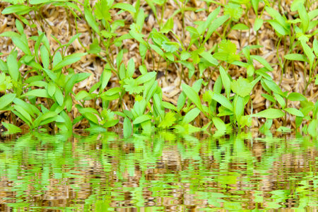 Vegetables in the gardenの写真素材