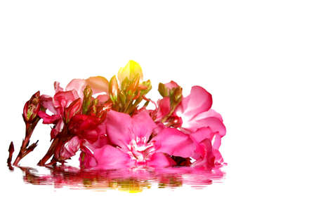 pink flowerの写真素材