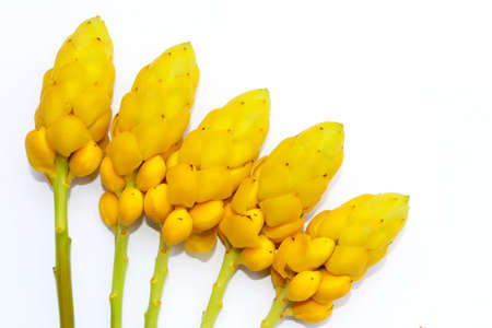 yellow flowerの写真素材