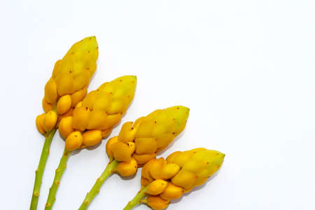 yellow flowerの写真素材