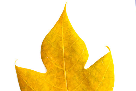 leaf isolated on white backgroundの写真素材
