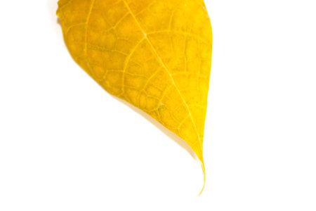 leaf isolated on white backgroundの写真素材