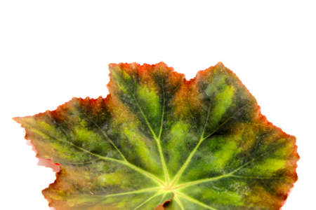 leaf isolated on white backgroundの写真素材