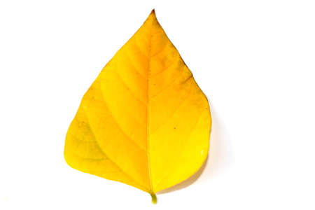 leaf isolated on white backgroundの写真素材