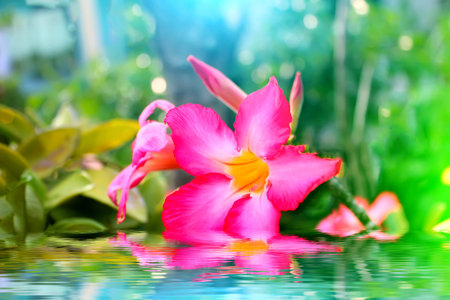 pink flowerの写真素材