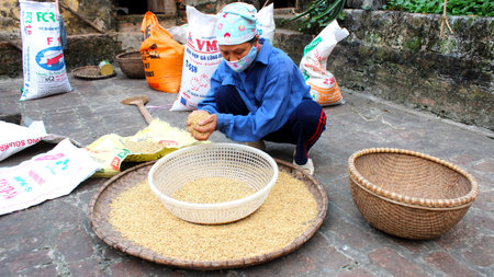 HAI DUONG, VIETNAM, November, 6: Vietnamese woman farmer clean rice after drying on November 6, 2013 in Hai Duong, Red River Delta, Vietnam. Rice cultivation is a long tradition of people in rural Vietnam. のeditorial素材