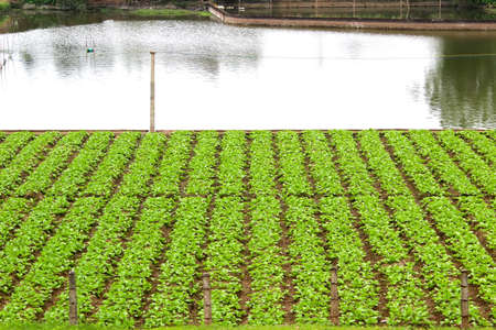 Gardenの写真素材