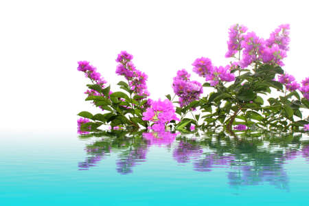 Flowerの写真素材