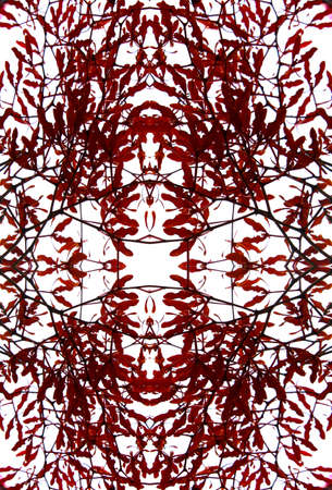 Flowerの写真素材