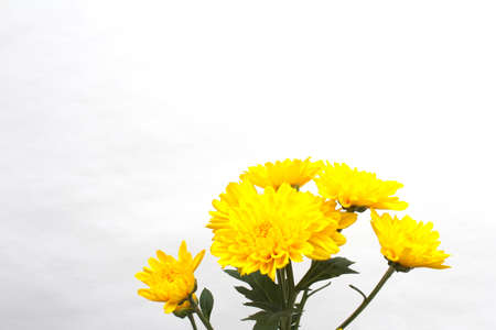 Flowerの写真素材