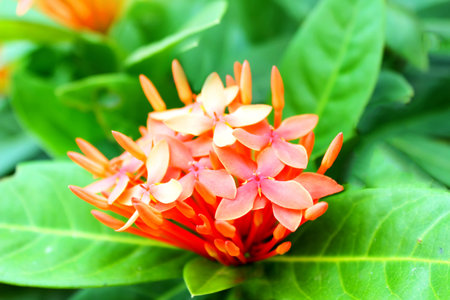 red flower	の写真素材