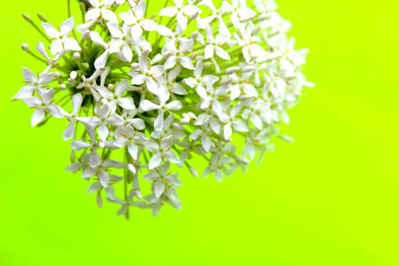 Flowerの写真素材