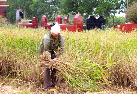 HAI DUONG, VIETNAM, November, 6: Vietnamese woman farmer harvest on a rice field on November 6, 2013 in Hai Duong, Red River Delta, Vietnam. Rice cultivation is a long tradition of people in rural Vietnam. のeditorial素材