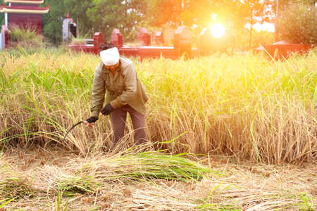HAI DUONG, VIETNAM, November, 6: Vietnamese woman farmer harvest on a rice field on November 6, 2013 in Hai Duong, Red River Delta, Vietnam. Rice cultivation is a long tradition of people in rural Vietnam. のeditorial素材
