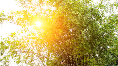 bambooの写真素材