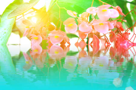 Flowerの写真素材