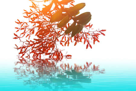 Flowerの写真素材