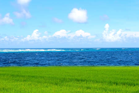 Green paddy and skyの写真素材