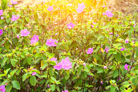 Flowerの写真素材