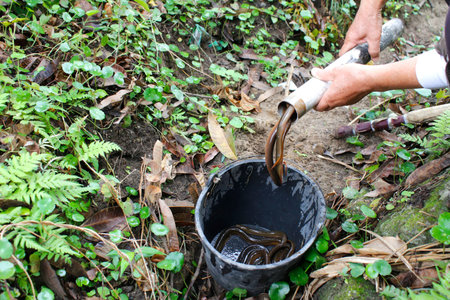 catching eel