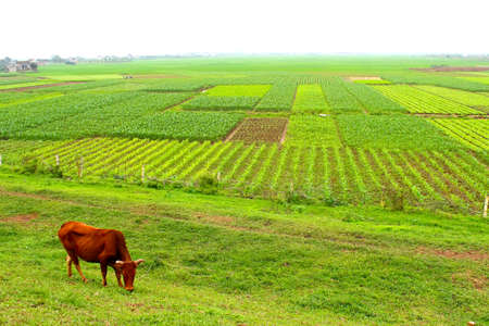 Horse Grazeの写真素材