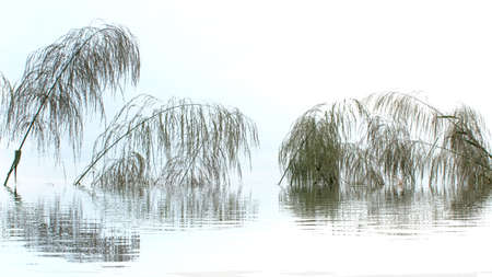 grassの写真素材