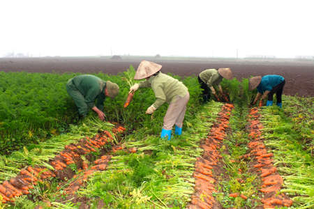 HAI DUONG, VIETNAM, April 20: Farmers harvest carrots on field on April 20, 2014 in Hai Duong, Vietnam. のeditorial素材